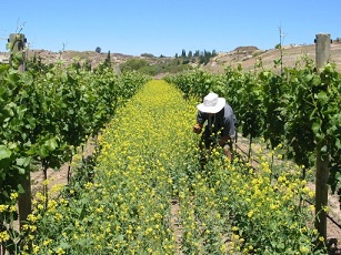 domaine felton road vignes