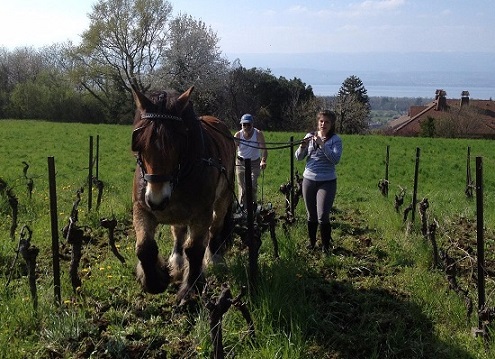 labour au cheval vignes de paradis