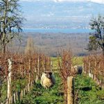Les Vignes de Paradis, un domaine savoyard à contre-courant
