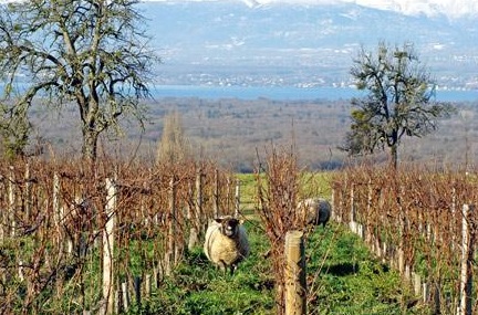 moutons entre les rangs de vignes