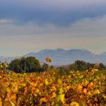 Domaine Pierre André : le chef d’oeuvre de la nature à Châteauneuf-du-Pape