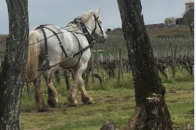 Chateau Angelus bio cheval