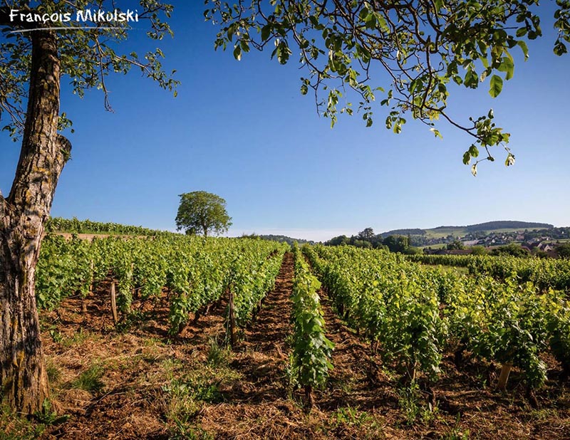 omaine Francois Mikulski Meursault