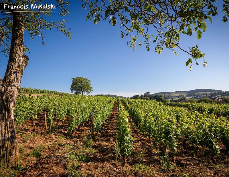 omaine Francois Mikulski Meursault