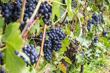 Cabernet Sauvignon Bordeaux