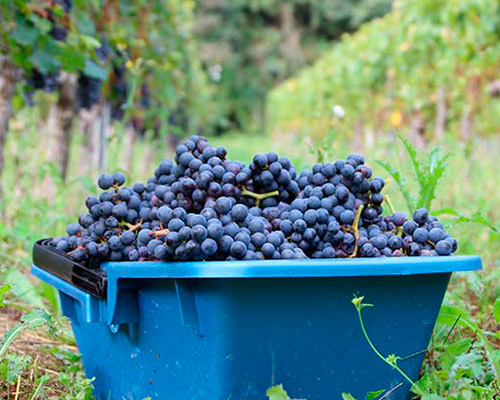 Lire la suite à propos de l’article Champagne Bedel & Fils : un pilier de la biodynamie en Champagne