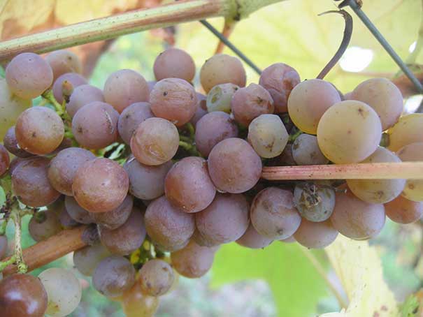 Domaine-Coulee-de-Serrant chenin