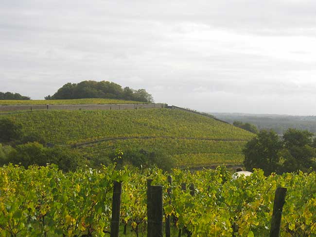 Domaine-Coulee-de-Serrant Le Clos