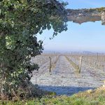 Domaine Legrand : une histoire de famille et de tradition à Saumur-Champigny