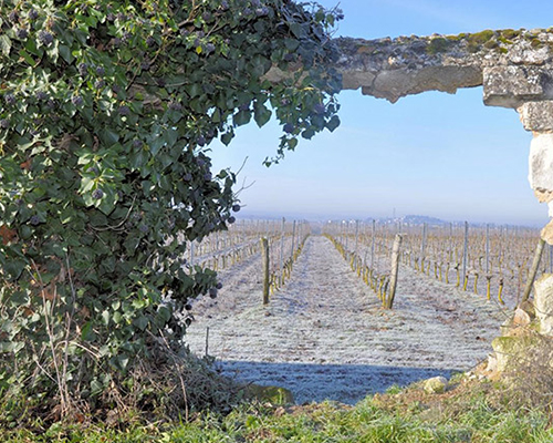 Lire la suite à propos de l’article Domaine Legrand : une histoire de famille et de tradition à Saumur-Champigny