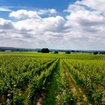 Domaine de la Chevalerie : grands rouges de Loire à Bourgueil