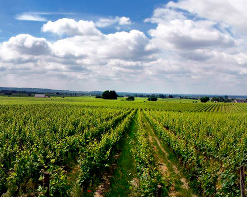 Lire la suite à propos de l’article Domaine de la Chevalerie : grands rouges de Loire à Bourgueil