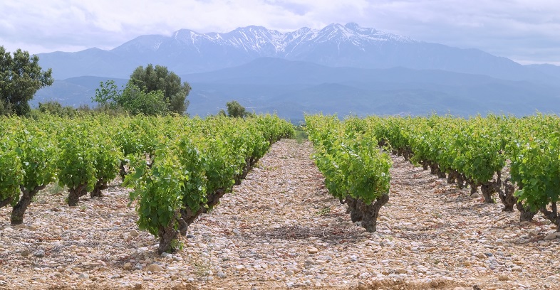 Vignoble du Sud-Ouest