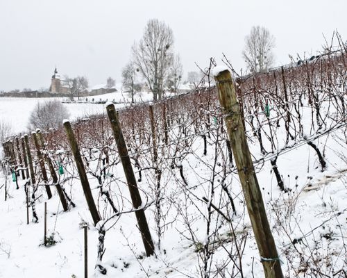 Lire la suite à propos de l’article Quels sont les cépages phares des régions viticoles de France ? (Partie 4)| Savoie