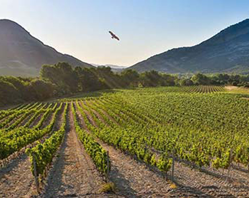 Lire la suite à propos de l’article Yves Leccia et le domaine d’E Croce : parmi les plus beaux vins de Corse