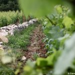 Domaine Etienne Sauzet, la splendeur du terroir de Puligny-Montrachet