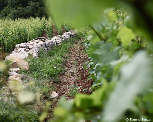 Lire la suite à propos de l’article Domaine Etienne Sauzet, la splendeur du terroir de Puligny-Montrachet