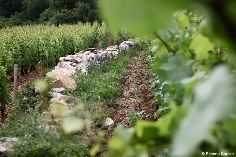 Vignoble Domaine Etienne Sauzet 