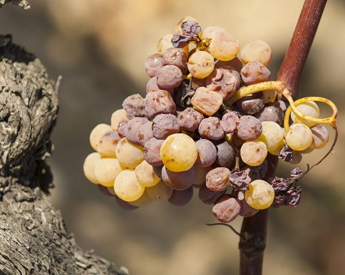 Lire la suite à propos de l’article Château Rieussec, un sauternes flamboyant