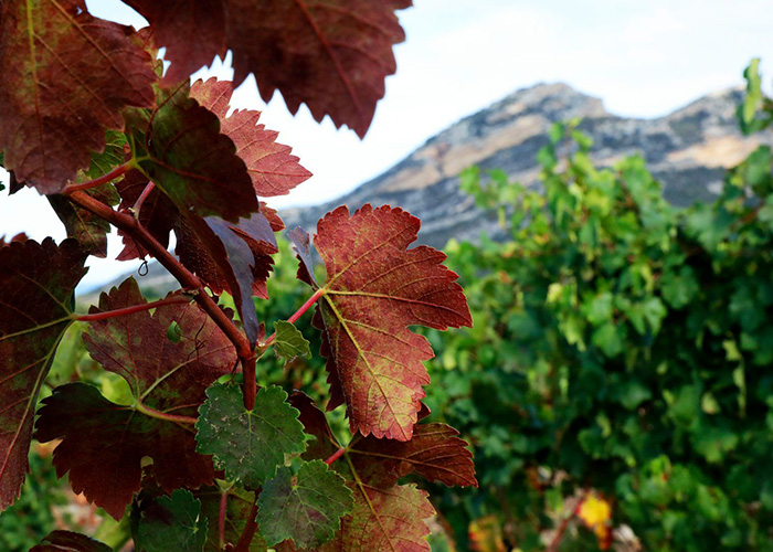 Domaine-Yves-Leccia-Corse iDealwine 1