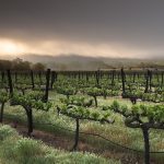 Pourquoi laisser l’herbe pousser entre les rangs de vignes ?