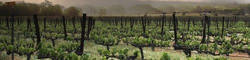 Enherbement pourquoi laisser pousser l'herbe entre les rangs de vignes