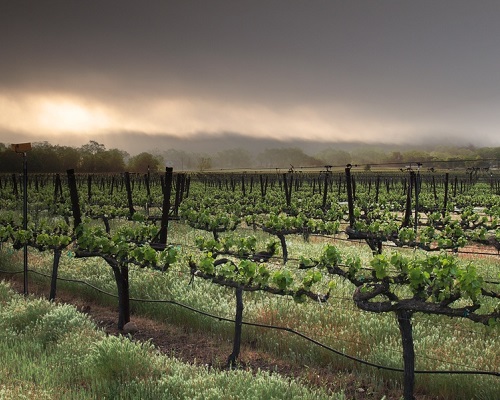 Lire la suite à propos de l’article Pourquoi laisser l’herbe pousser entre les rangs de vignes ?