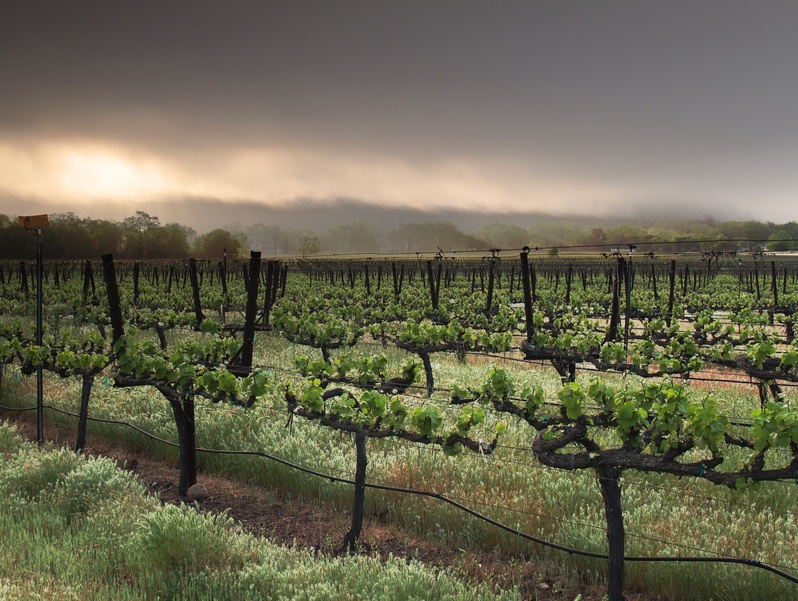 Enherbement inter-rangs Napa Valley