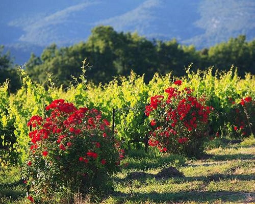 Lire la suite à propos de l’article Pourquoi plante-t-on des rosiers devant les rangs de vignes ?