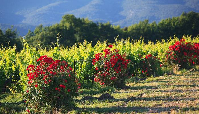 Rosiers en bout de rangees de vignes