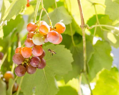 Lire la suite à propos de l’article 10% du vignoble français conduit en bio