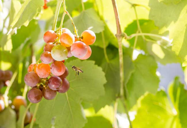 consommation vin bio forte augmentation