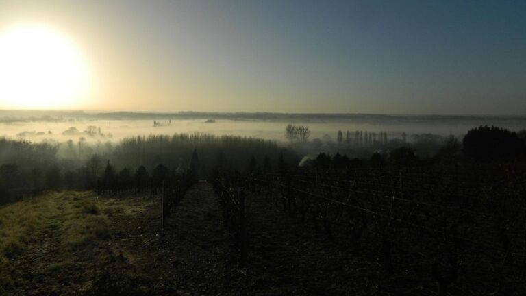 Lire la suite à propos de l’article LOIRE : la précision et la pureté des vins de Bonnigal-Bodet