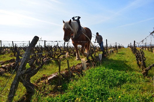 Domaine Huet - Le Mont A