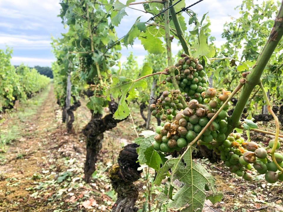 Grele Chateau de Fargues 2018