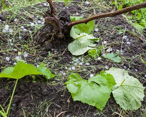 Lire la suite à propos de l’article Millésime 2018 : le vignoble ravagé par la grêle, interview de J. Duffau-Lagarrosse (Ch. du Taillan)