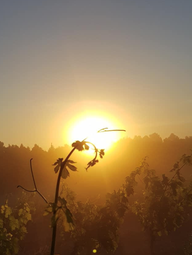 LEVER DE SOLEIL VIN Bonnigal-Bodet iDealwine Amboise cot chenin