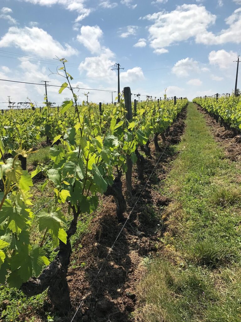 rangs vignes amboise BONNIGAL-BODET vin iDealwine