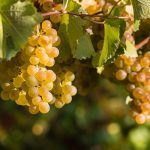 Vocabulaire : les mots de la vinification | Partie 2 – Vins Blancs