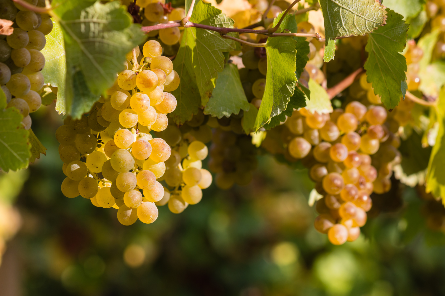 Vocabulaire de vinification blanc