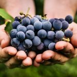 Vocabulaire : les mots de la vinification | Partie 1 – Vins Rouges