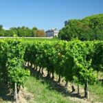 Bordeaux : TOP 20 des vins les plus chers aux enchères (1er semestre 2024)