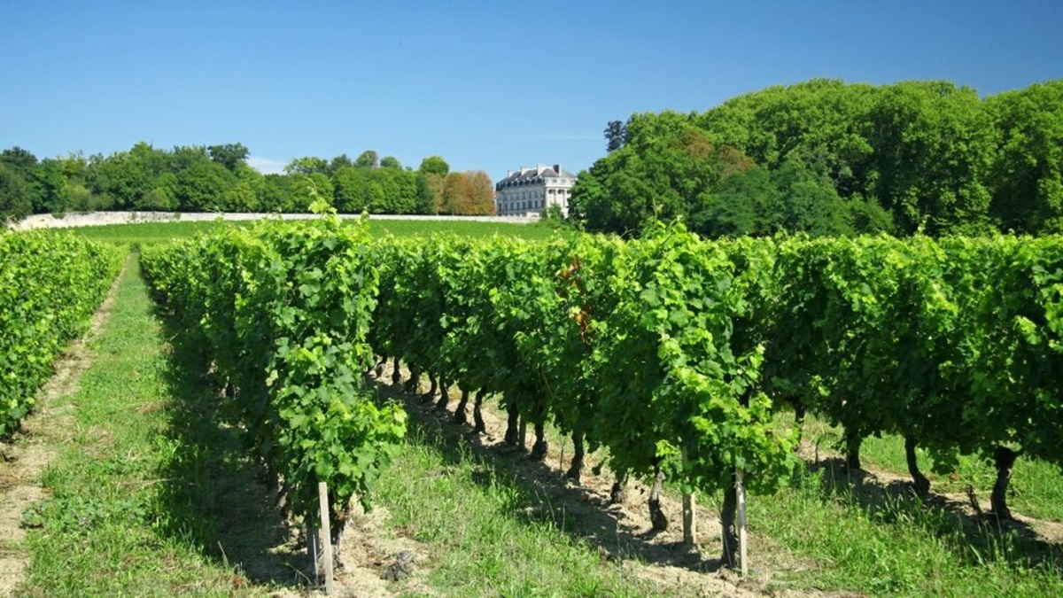 Lire la suite à propos de l’article Bordeaux : TOP 20 des vins les plus chers aux enchères (1er semestre 2024)