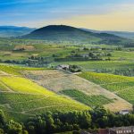 Beaujolais : le TOP 20 des vins les plus chers aux enchères (1er semestre 2018)