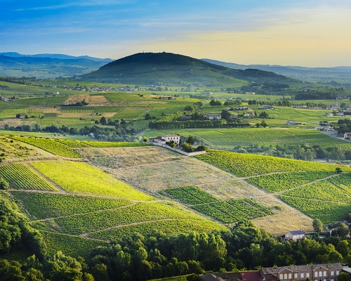 Lire la suite à propos de l’article Beaujolais : le TOP 20 des vins les plus chers aux enchères (1er semestre 2018)