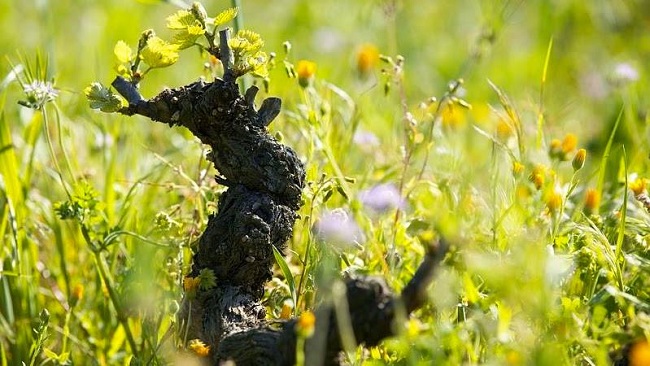 Vigne domaine Giudicelli