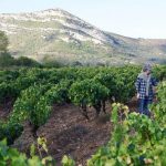 Corse : des vins racés, signés Muriel Giudicelli