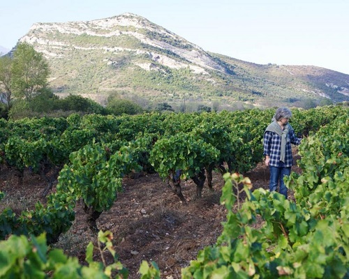 Lire la suite à propos de l’article Corse : des vins racés, signés Muriel Giudicelli