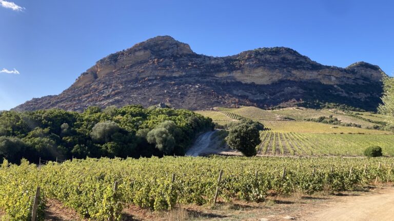Lire la suite à propos de l’article Muriel Giudicelli : vins corses fins et humilité