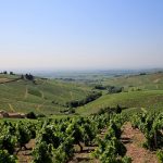 Domaine Dominique Piron : fantastiques terroirs du Beaujolais